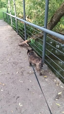 Красивые места на собачьей тропе)