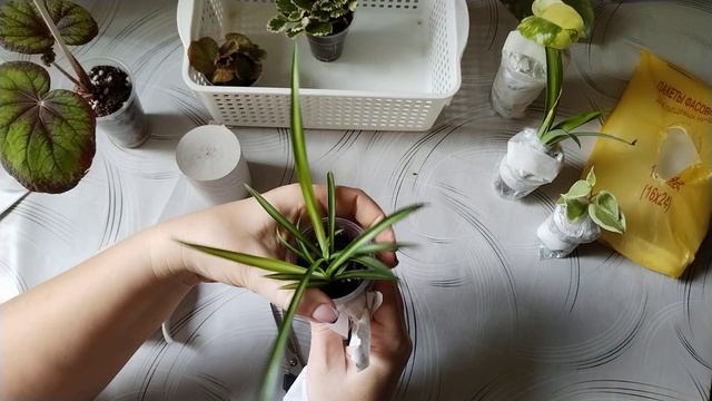 Моя летняя упаковка растений.