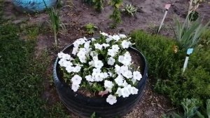 Ампельные петунии которые не требуют обрезки для ветвления
