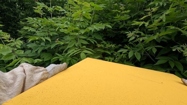 2025-06-12 Пчёлы. Карника - поздно создаю отводки - 3 из 3