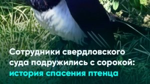 Сотрудники свердловского суда подружились с сорокой: история спасения птенца