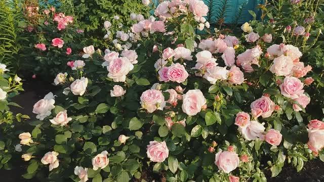 Розы во всей красе ! Июнь 2025 смотреть онлайн