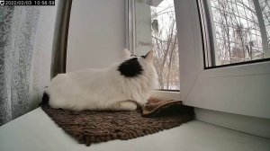 Вот это выдержка у кота