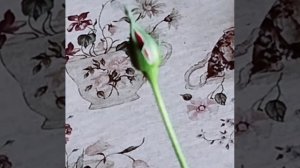 Роза🌹 Кардана готова расцвести. 🌸