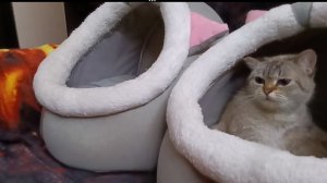 МАРУСЯ В РАЗДУМЬЕ - ДАТЬ ПО МОРДЕ ИЛИ .. КАК 🐶