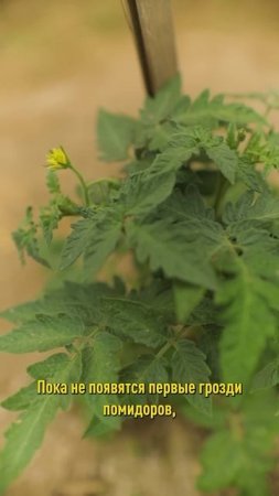 Обязательно удалите эти листья у томатов и лишние пасынки! Урожай будет больше и слаще! Как обрезать