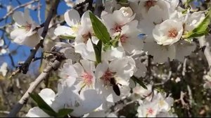 Приезжай, когда цветёт миндаль