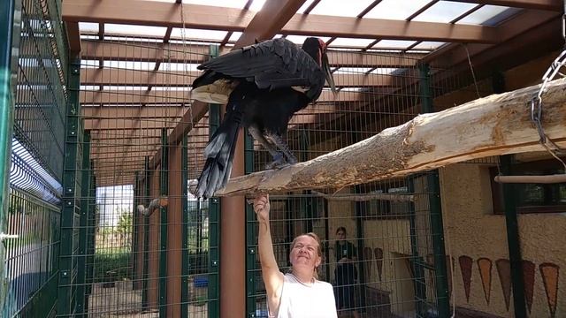 Зоопарк "Река Замбези" в Казани смотреть онлайн