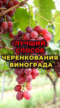 🍇Укоренить и вырастить черенок ВИНОГРАДА проще простого🍇