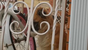 Кутёнок пёс устал