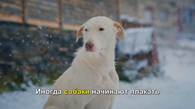 Как распознать стресс у собаки