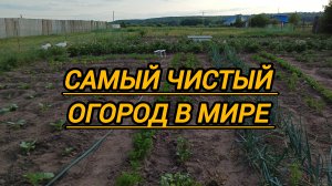 ПРОПОЛКА ЗАРОСШЕГО ОГОРОДА
