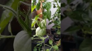 Томат Виагра, черри Свит, и другие, мой опыт, тренировк?