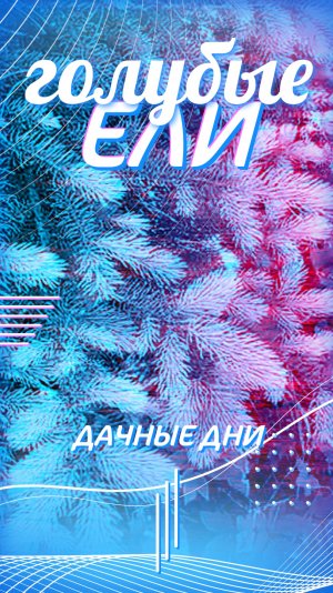Голубые ели у меня на даче