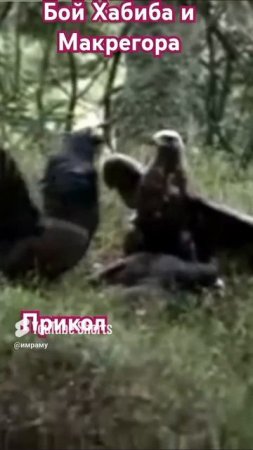 Жёсткий бой Хабиба и Макрегора