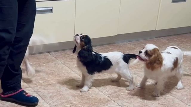 кавалер Кінг Чарльз спаніель купити Київ Україна блен смотреть онлайн