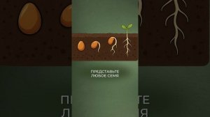УДИВИТЕЛЬНЫЙ факт про семена! #здоровье #продукты #семена