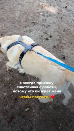 И все наши прогулки всегда спокойные