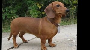 такса чёрный против такса рыжий песня Money