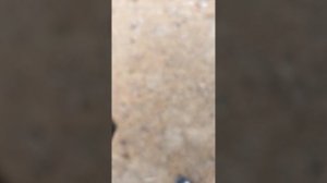 Видео из леса 2
