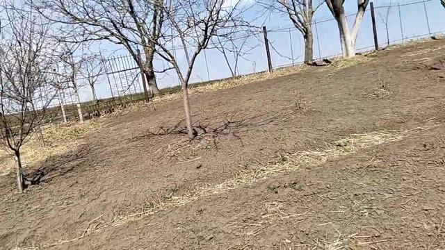 СПОЧАТКУ ПОВЕРХНЕВО ОРЮ ДЕСЬ НА 20-25 СМ. ГРЯДКИ ПОТІМ ПО смотреть онлайн