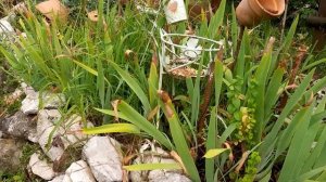 Шале  и розы  в  горах  Италии. Сушилка для фруктов, рис ?