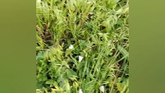 мы нашли огромный одуванчик