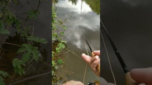 Версия 1. Самодельный нахлыстовый шнур с короткой голо