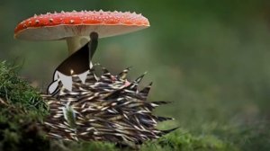 ежик в лесу