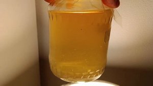 Жидкий мицелий ежовика гребенчатого штамм Pride