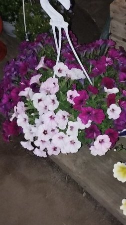 Обожаю кашпо с петунией в июне!