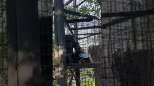 Ох и хулиганы эти шимпанзе Парк львов Тайган #тайган