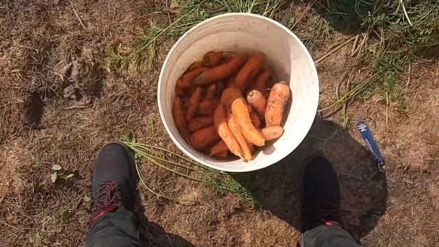 Урожай Моркови 2024 смотреть онлайн