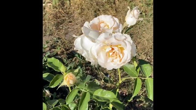 Роза Рококо смотреть онлайн