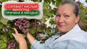 ЧАСТЫЕ БОЛЕЗНИ ВИНОГРАДА: МИЛДЬЮ (ЛОЖНАЯ МУЧНИСТАЯ РОСА) — КАК РАСПОЗНАТЬ И КАКИМ ПРЕПАРАТОМ ЛЕЧИТЬ