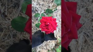 Цветение чудо-розы Супер Гранд Аморе