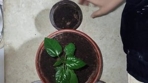 как пересадить китайскую розу на горшок побольше?Кита