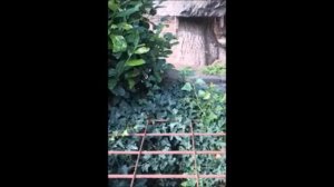 горе горькое по свету шлялося gore gorkoe меж высоких хлебо