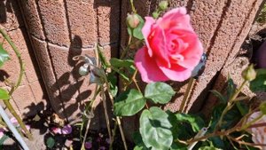 #чехов #Elbflorenz #hybridtea #rose #роза ароматная сезон 2024