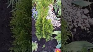 Тюльпаны и хосты красивое сочитание