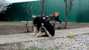 щенки ВЕО восточноевропейской овчарки 2.5 месяца. дети
