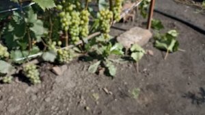 Бианка - белый технический сорт винограда в Сибири