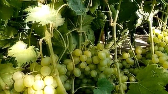 Кишмиш Цимус Юпітер Слава України Преображення 11 се?