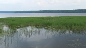 324. Цветы: Зелёная рутина 13.06.2025.
