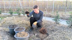 Что любит инжир?