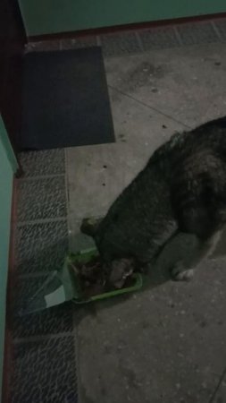 Пришла в гости Голубоглазка