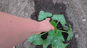 Однако, погорячились. Юра не хочет переживать