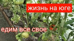 #37Навела чистоту в цветниках/Овощи на Кубани можно вырастить/Спеют томаты/Заготовила горох на зиму