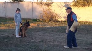 Как правильно обучить щенка немецкой овчарки команда?