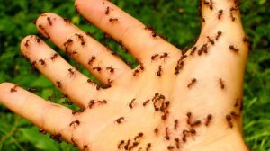 🐜🚫 МУРАВЬИ НЕ ЛЮБЯТ ЭТО! СРАЗУ УЙДУТ НАВСЕГДА! БЫСТРЫЙ СПОСОБ КАК ИЗБАВИТЬСЯ ОТ МУРАВЬЕВ НА ОГОРОД